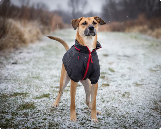 8 Benefits of Dog Clothing Beyond Keeping Your Dog Warm